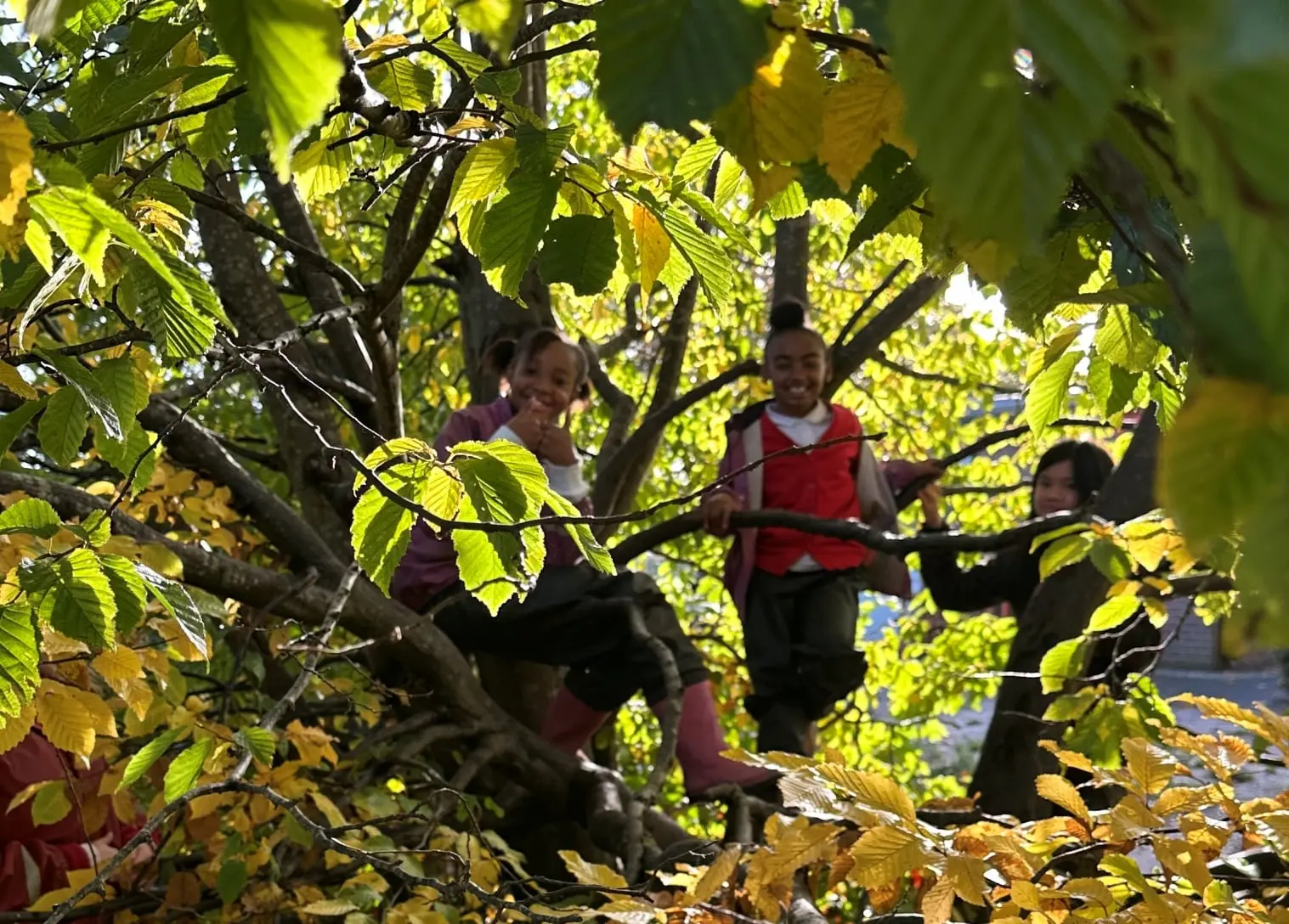 forest-school-primary-dial-park